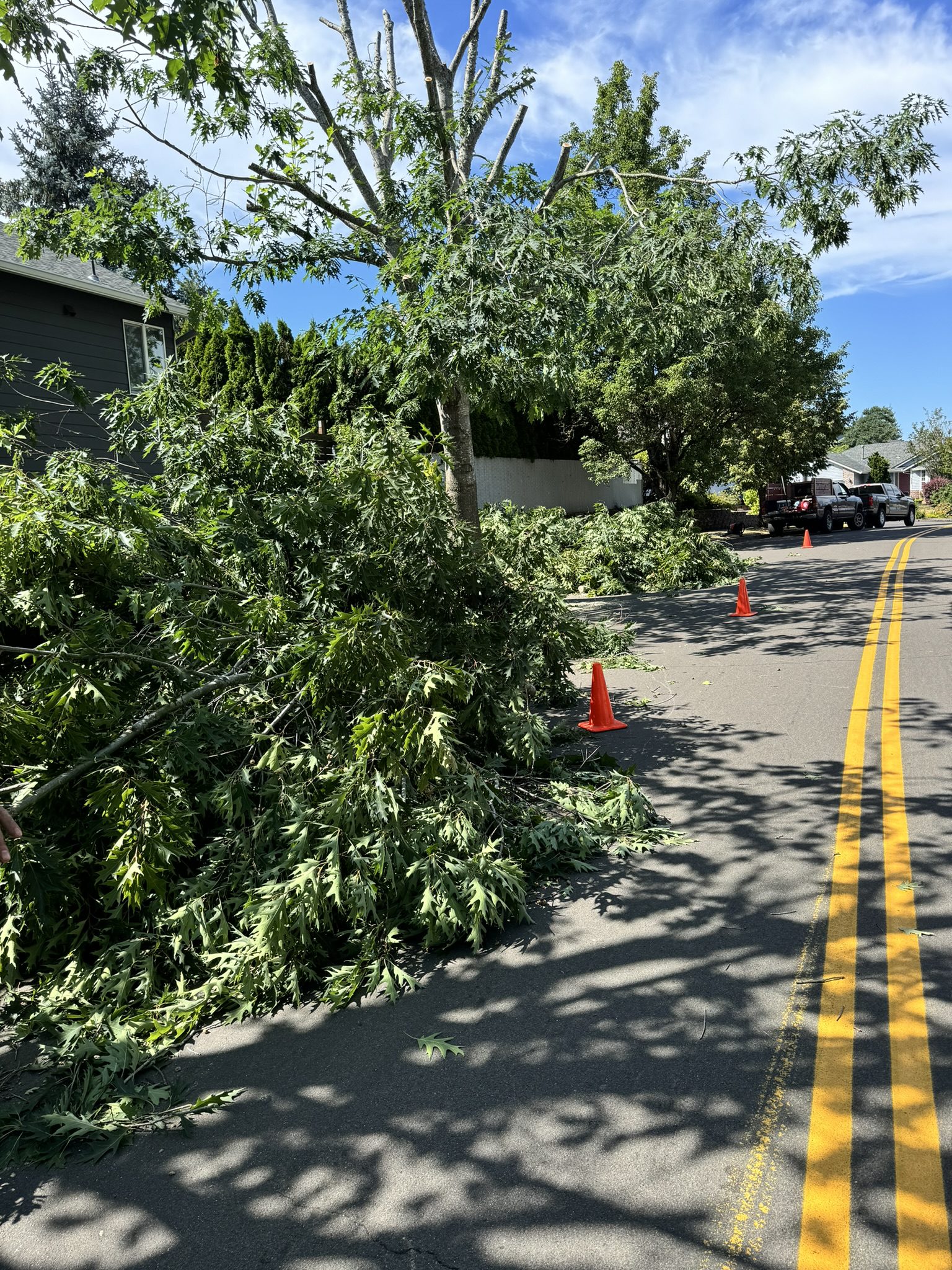 Downed tree debris from storm damage requiring cleanup in Portland